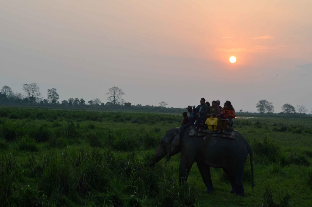 Elephants Safari in Kaziranga by travel Jaunts